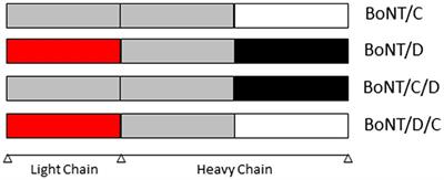 Clostridium botulinum type C, D, C/D, and D/C: An update